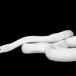 茶色・白色・金色の蛇の夢占いの意味について