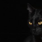 黒猫の子猫がたくさんいる夢占いの意味とは？