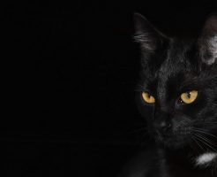 夢占い 黒猫 子 猫 たくさん
