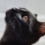 黒い子猫の夢占いの意味とは？