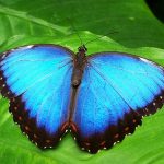 夢占い：夢に青い蝶や車が出てきた時の意味とは？