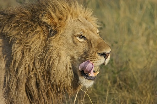 夢占い ライオン 噛まれる 食べられる 食べる
