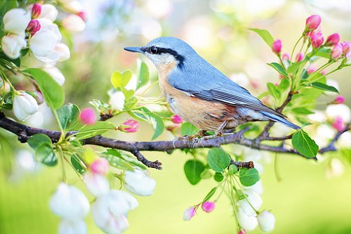 鳥が出てくる夢 鳥が喋る夢 魚が出てくる夢 夢占い説明書