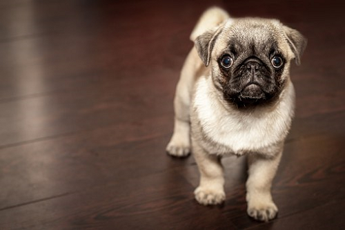 犬を呼ぶ夢 夢占いではどんな意味がある 夢占い説明書