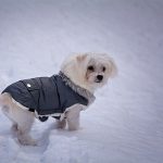 夢占いで雪の日に犬と散歩する夢、雪の日にそりをする夢