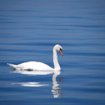 夢占いにおける湖と魚、白鳥は何を暗示しているの？