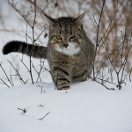 猫に雪や携帯を投げる夢占いの意味