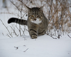 夢占い 猫 雪 携帯 投げる