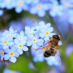夢の中のハチの意味と解釈とは？